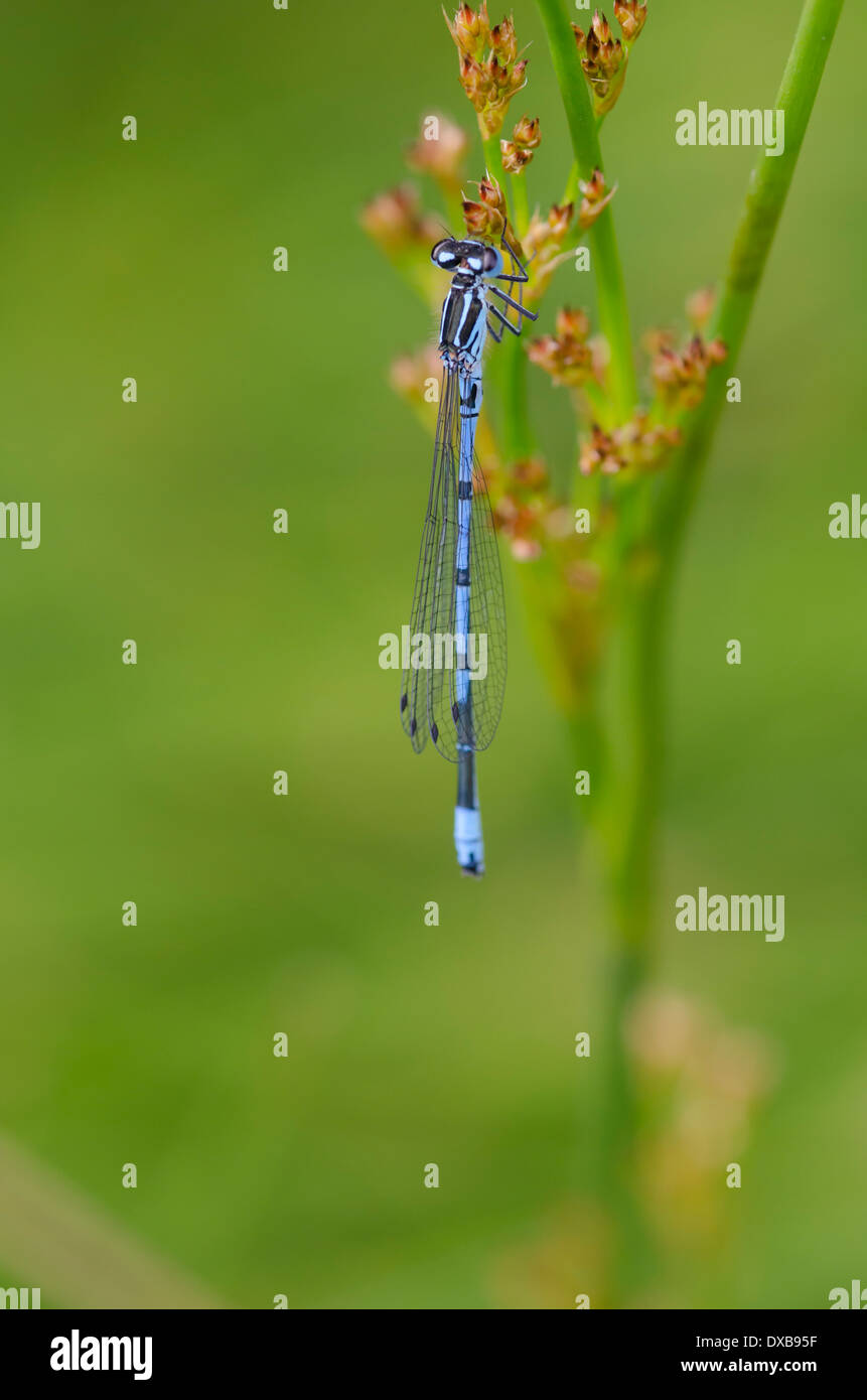 A blue damselfly resting on a vegetation stalk in a Cumbrian meadow on ...