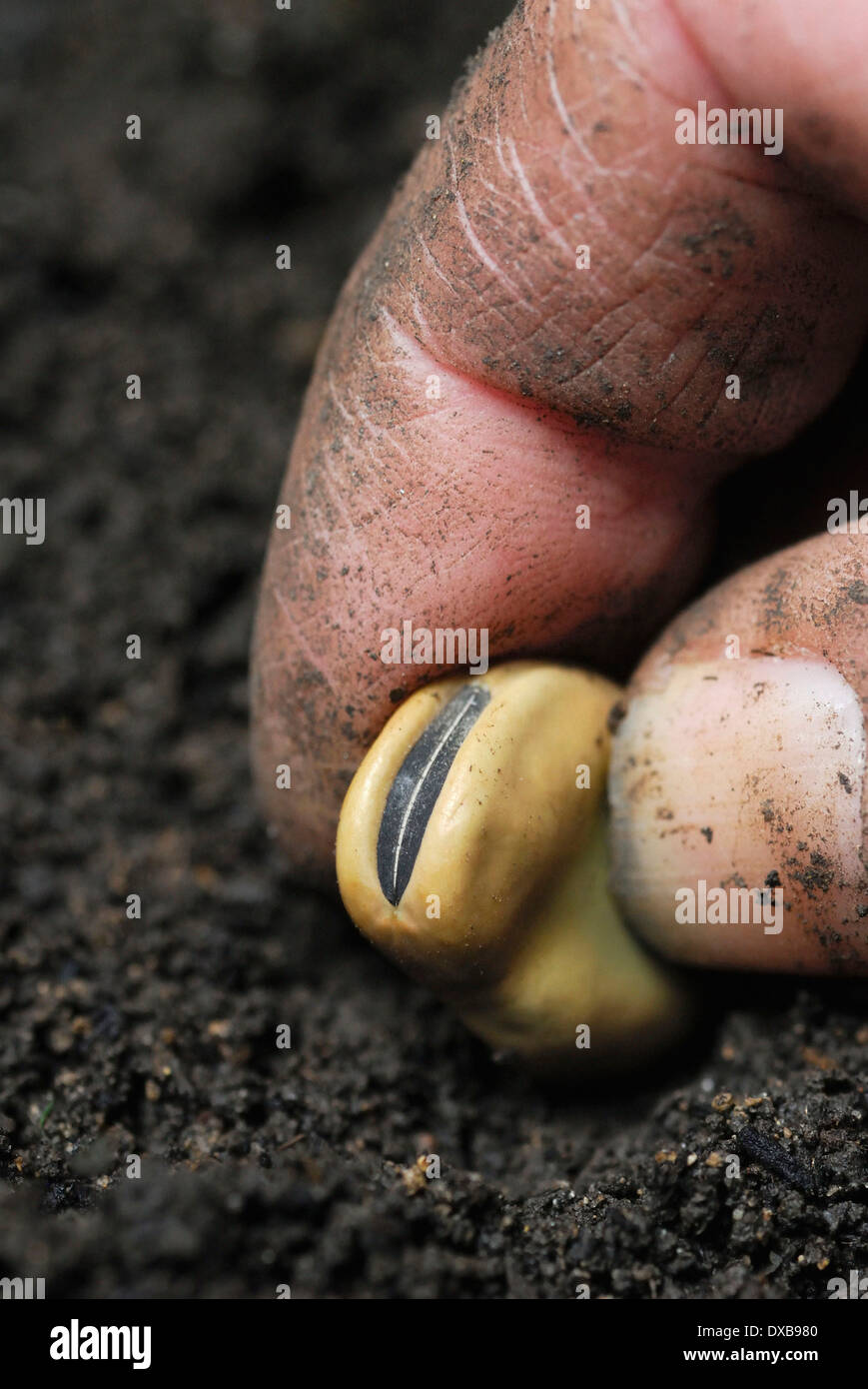 Field bean hi-res stock photography and images - Alamy