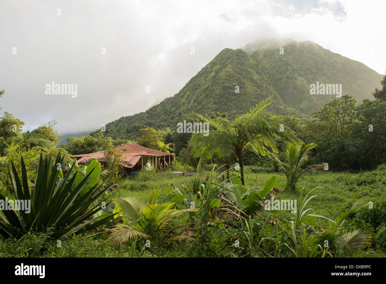 Fern and recreation and agricultural farm in front of volcano belonging to Pitons du Carbet, Martinique, French West Indies Stock Photo