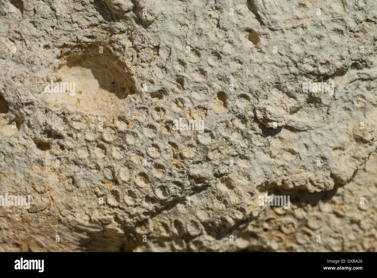 Fossilized coral hi-res stock photography and images - Alamy