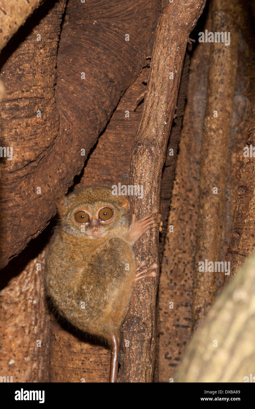 Spectral Tarsier, Tarsius tarsier, Tangkoko Naitonal Park, Sulawesi Indonesia Stock Photo