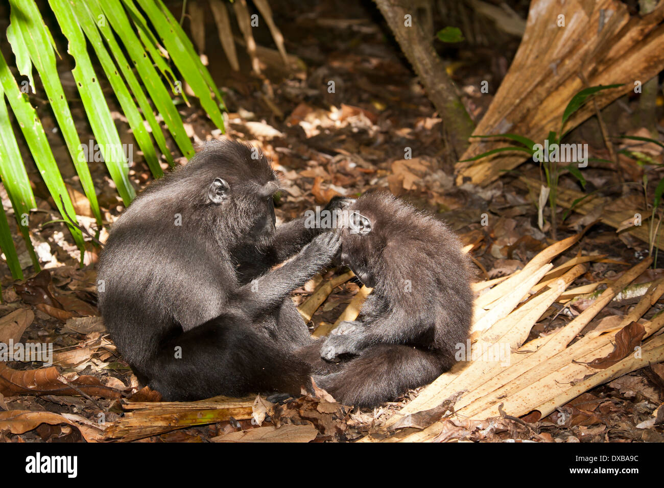 Celebes crested macaque, Macaca nigra, mother grooming baby, Tankoko National Park, Sulawesi, Indonesia Stock Photo
