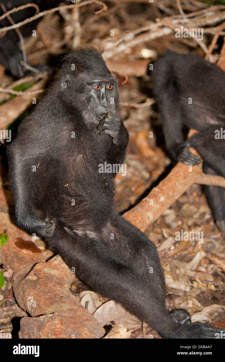 Celebes crested macaque, Macaca nigra, Tankoko National Park, Sulawesi, Indonesia Stock Photo