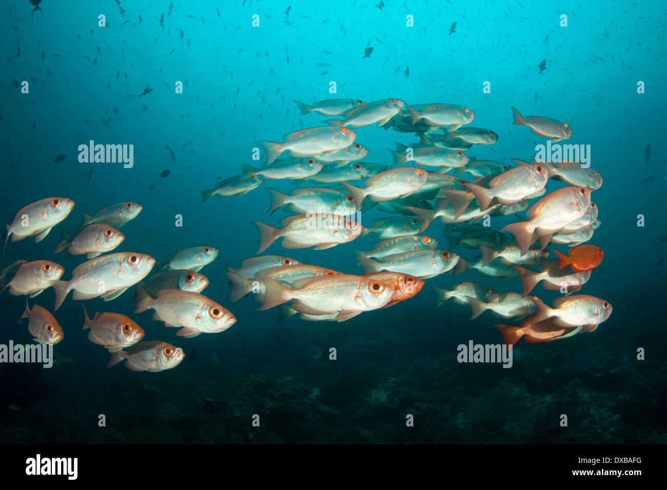 Tropical fish over coral reef Stock Photo