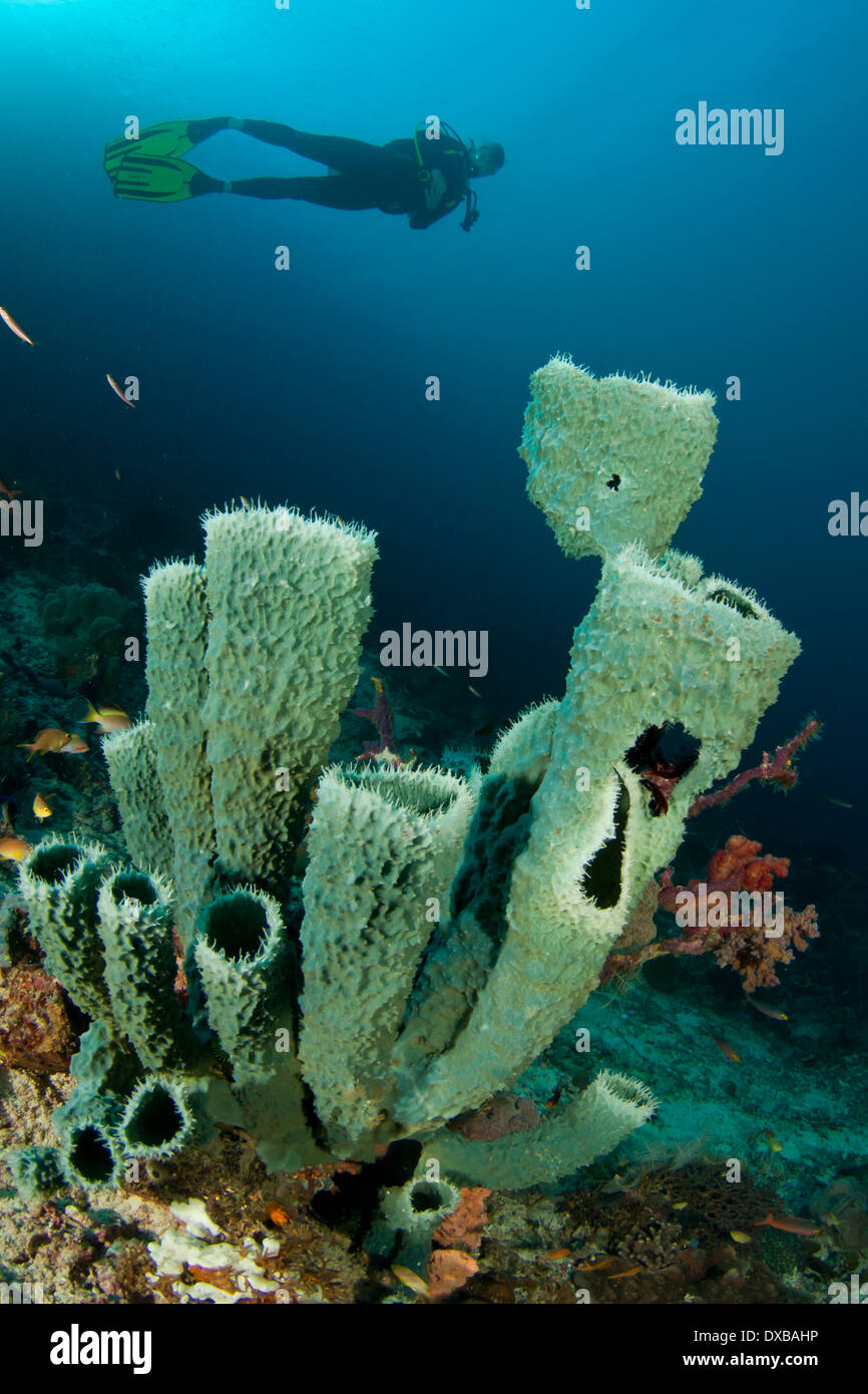 Scuba diver over sponge on coral reef, Fam Channel dive site, Fam Island, Raja Ampat, Indonesia Stock Photo
