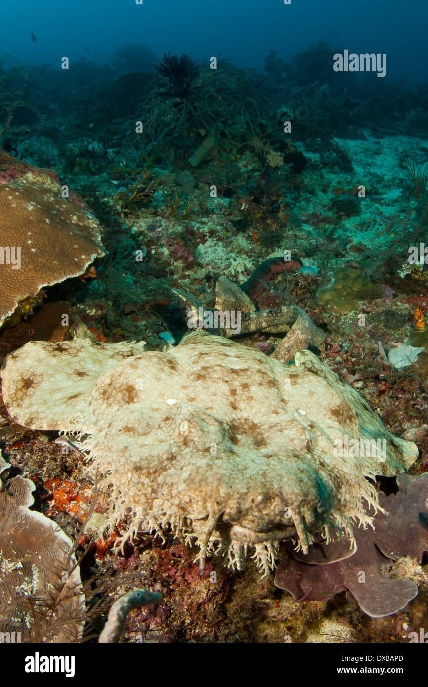 Wobbegong shark, My Reef Dive site, Penemu Island, Raja Ampat, Indonesia Stock Photo