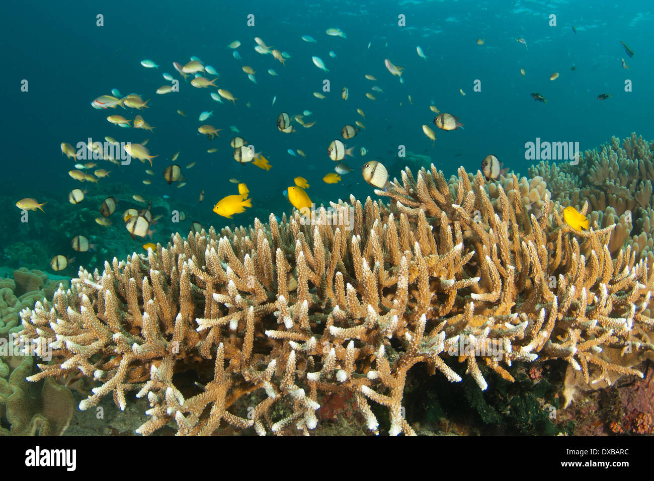 Schooling fish over staghorn coral, Gam Channel dive site, Gam Island, Raja Ampat, Indonesia Stock Photo