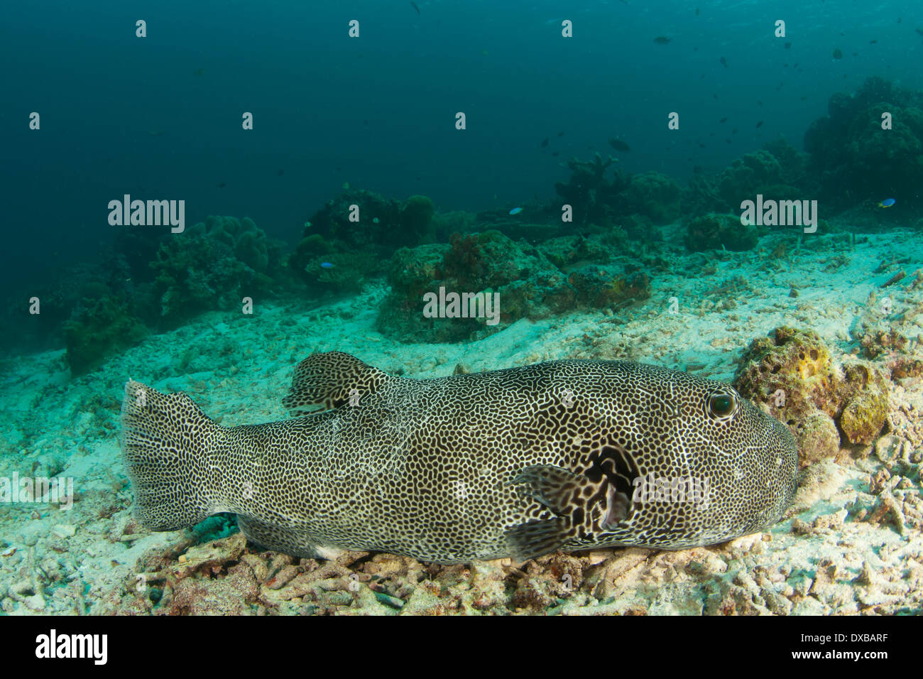 Pufferfish, Gam Channel dive site, Gam Island, Raja Ampat, Indonesia Stock Photo