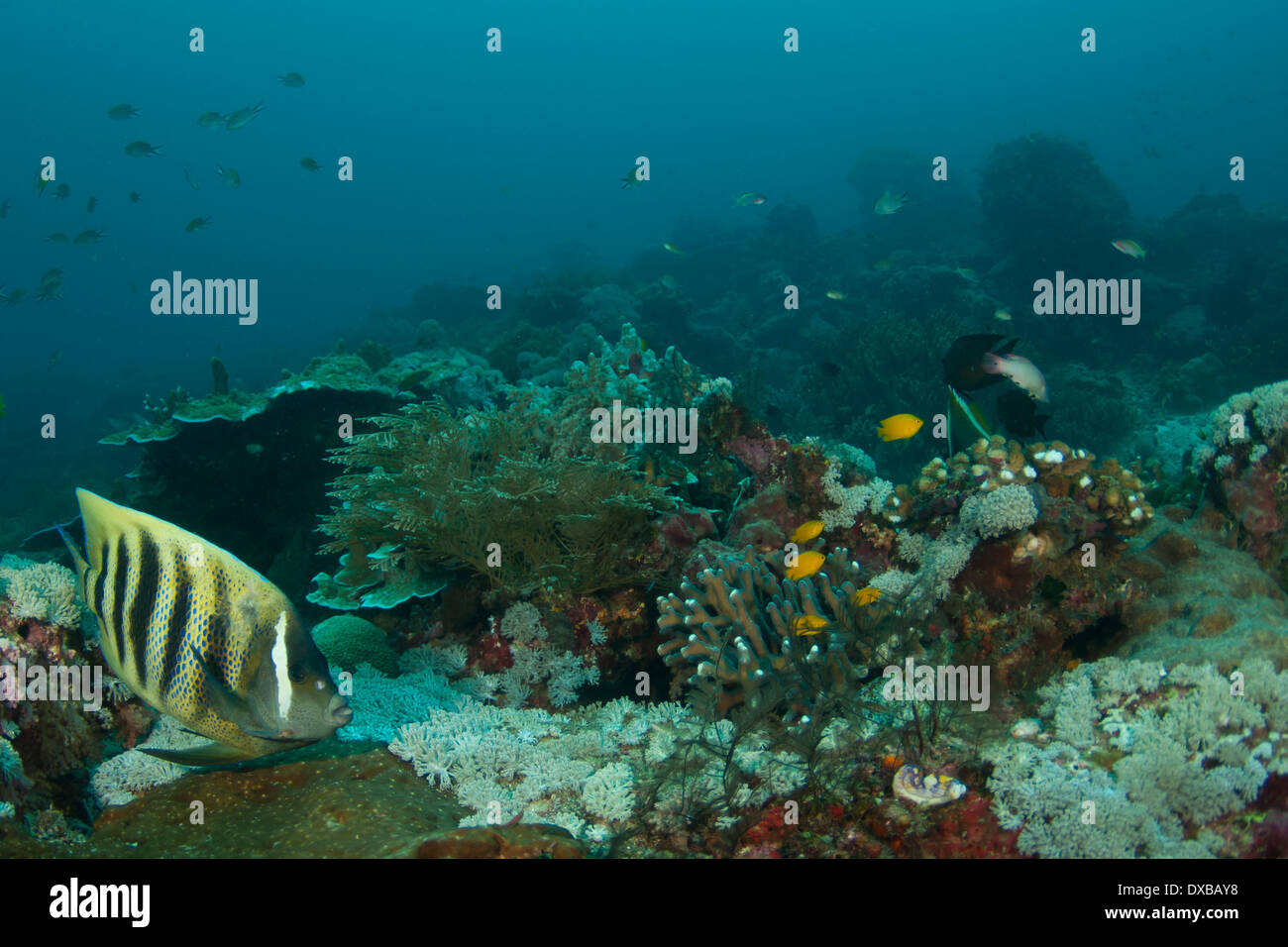 Mbpaimuk Reef dive site, Tanjung Island, Raja Ampat, Indonesia Stock Photo