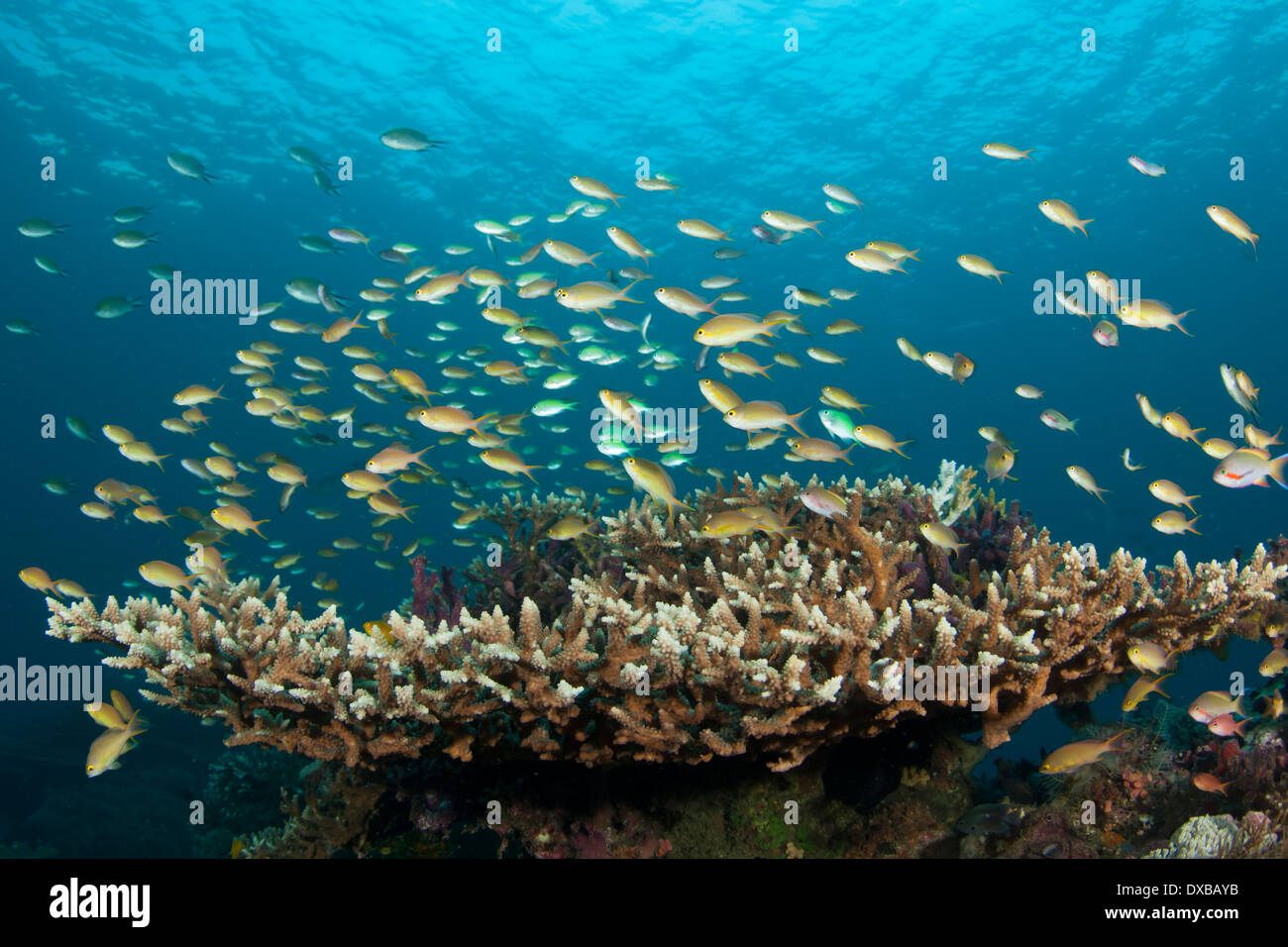 Schooling Anthias Fish over coral reef, Mbpaimuk Reef dive site, Tanjung Island, Raja Ampat, Indonesia Stock Photo