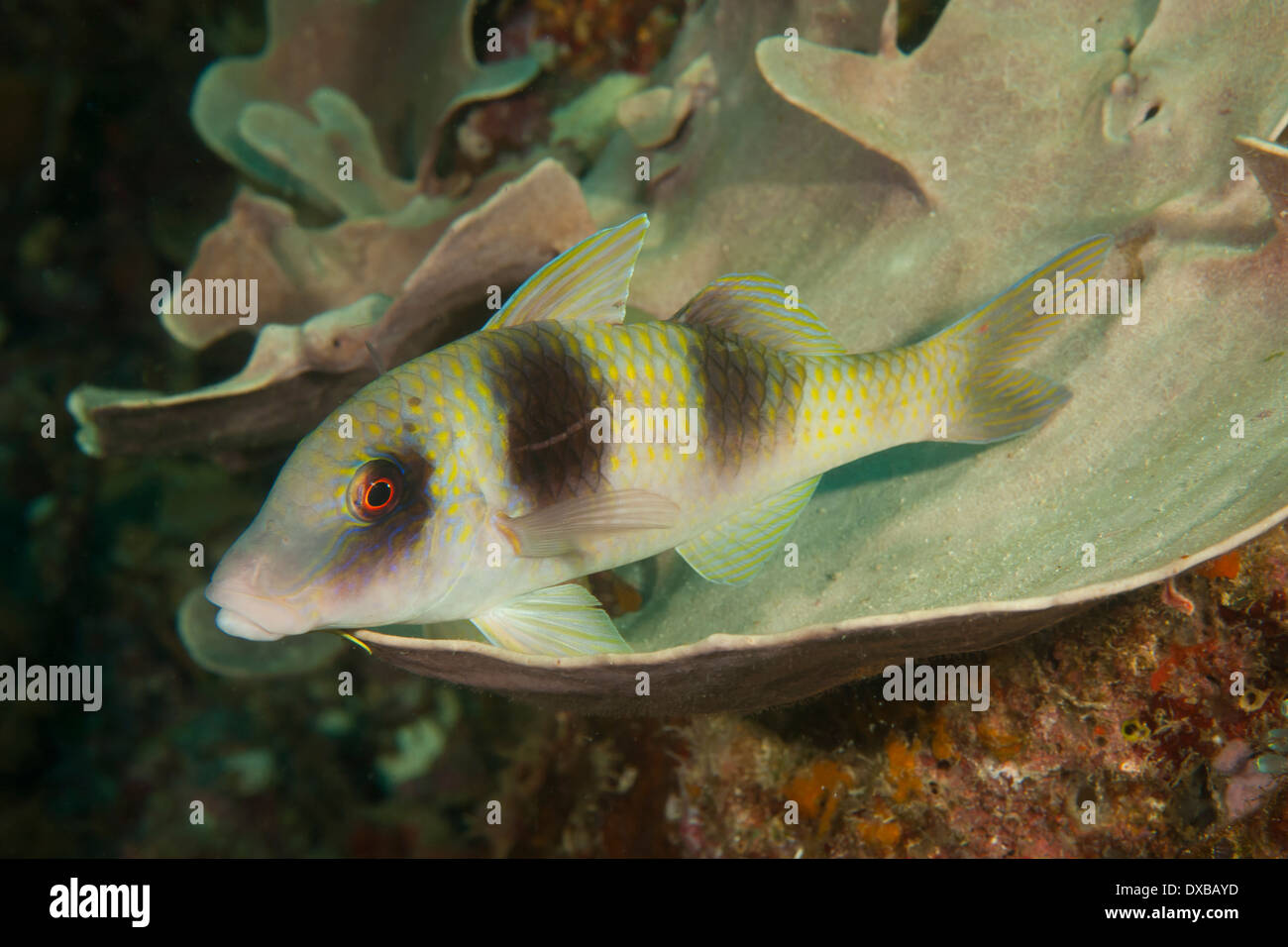 Double-bar Goatfish, Parupeneus bifasciatus, Citrus Ridge dive site, Tanjung Island, Raja Ampat, Indonesia Stock Photo
