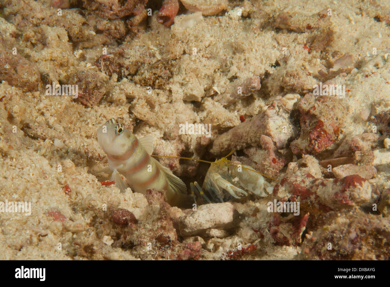 Steinitz' prawn goby with commensal shrimp, Citrus Ridge dive site, Tanjung Island, Raja Ampat, Indonesia Stock Photo