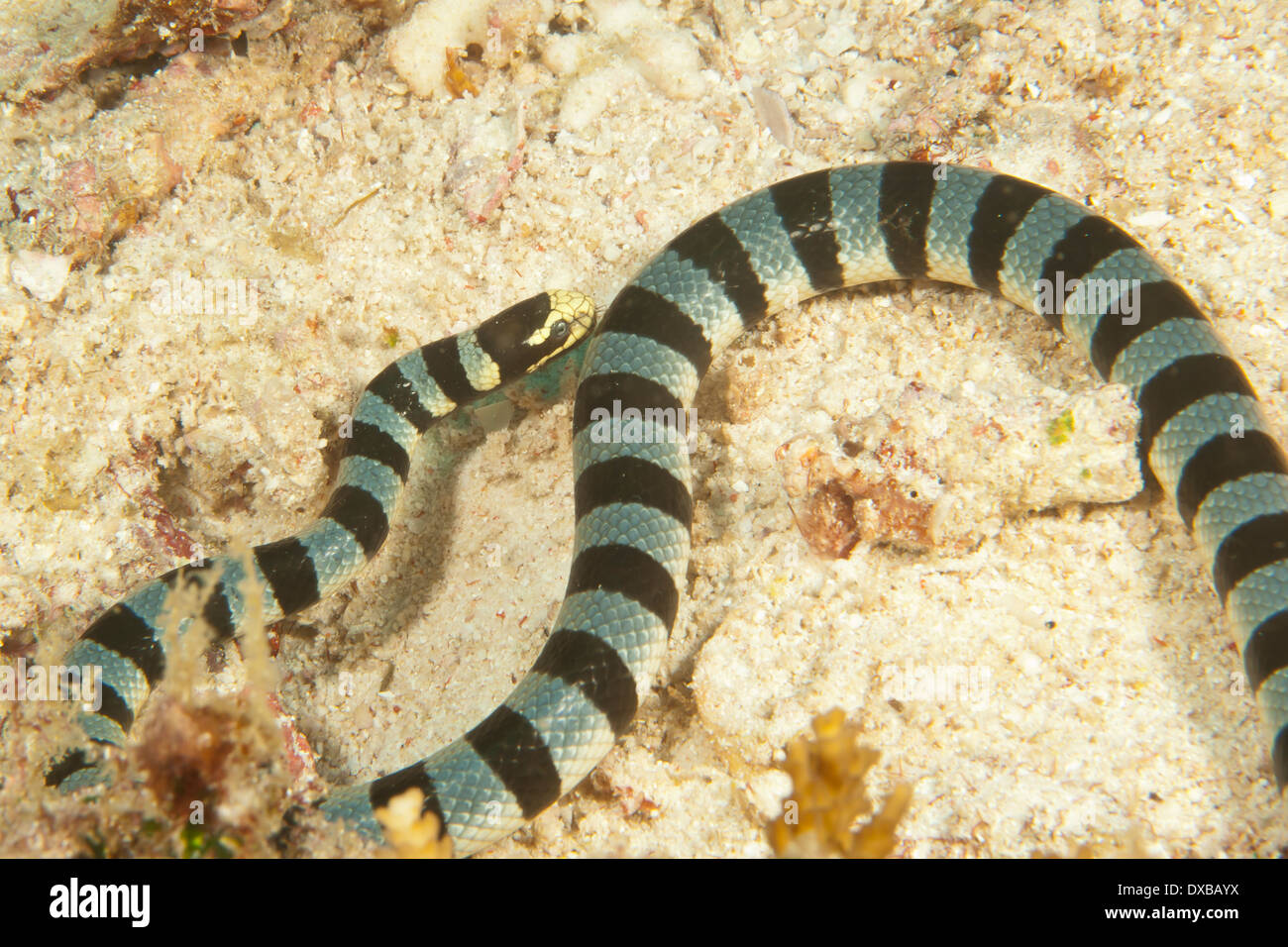 Sea snake, Citrus Ridge dive site, Tanjung Island, Raja Ampat, Indonesia Stock Photo