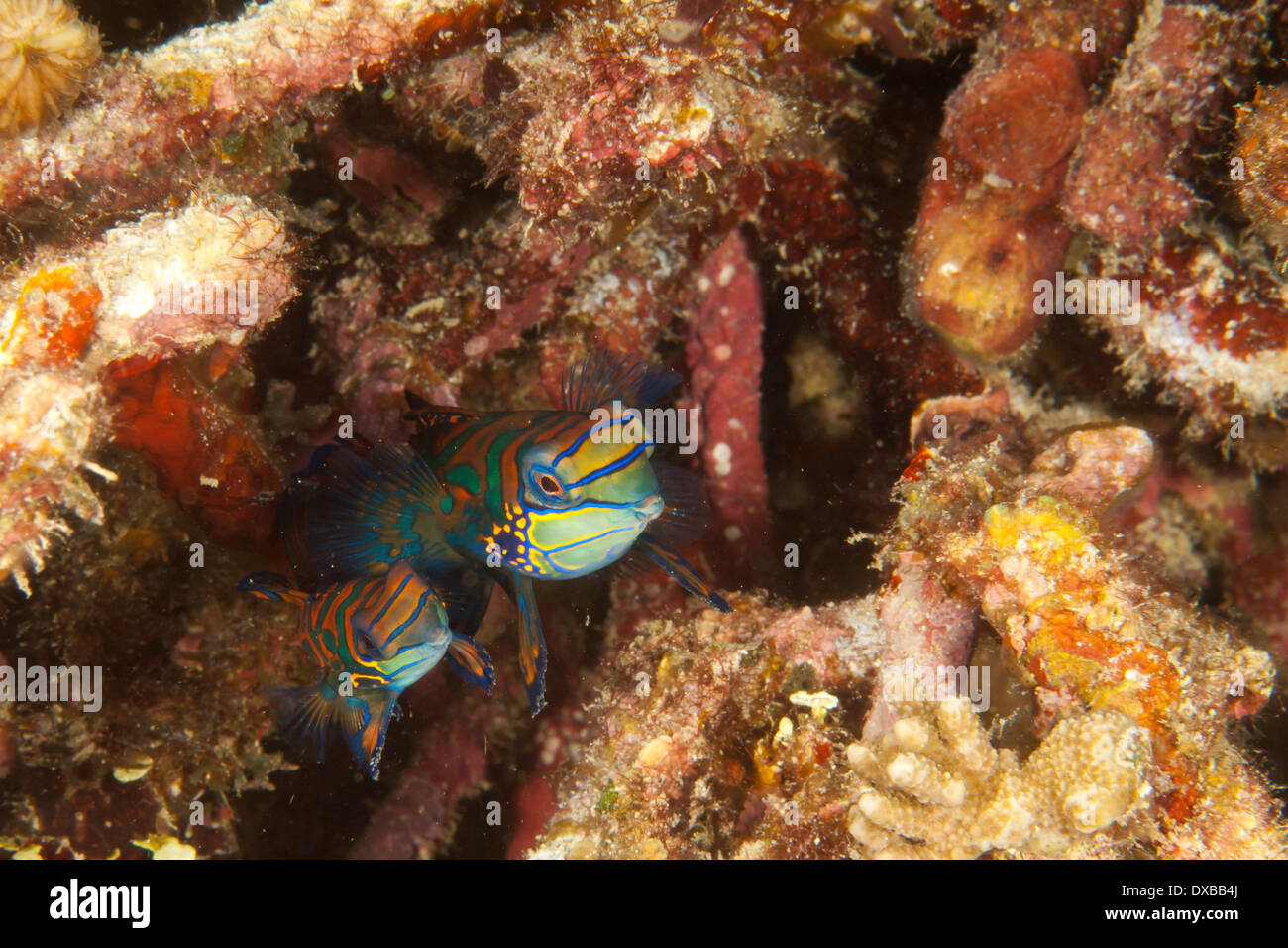Mandarinfish, Synchiropus splendidus, Raja Ampat, Indonesia Stock Photo