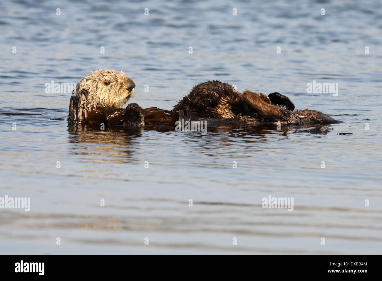 A Sea Otter baby nursing while floating in the Pacific Ocean. Stock Photo