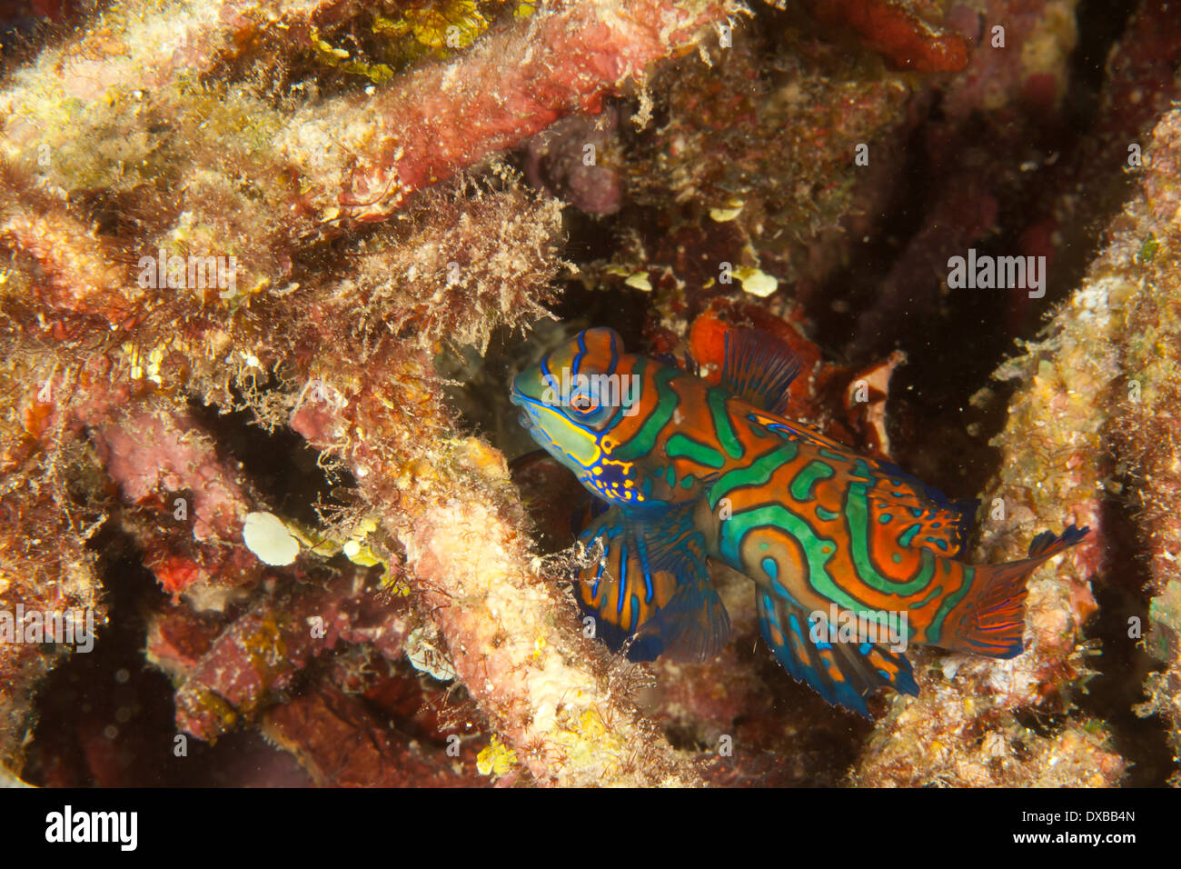 Mandarinfish, Synchiropus splendidus, Raja Ampat, Indonesia Stock Photo
