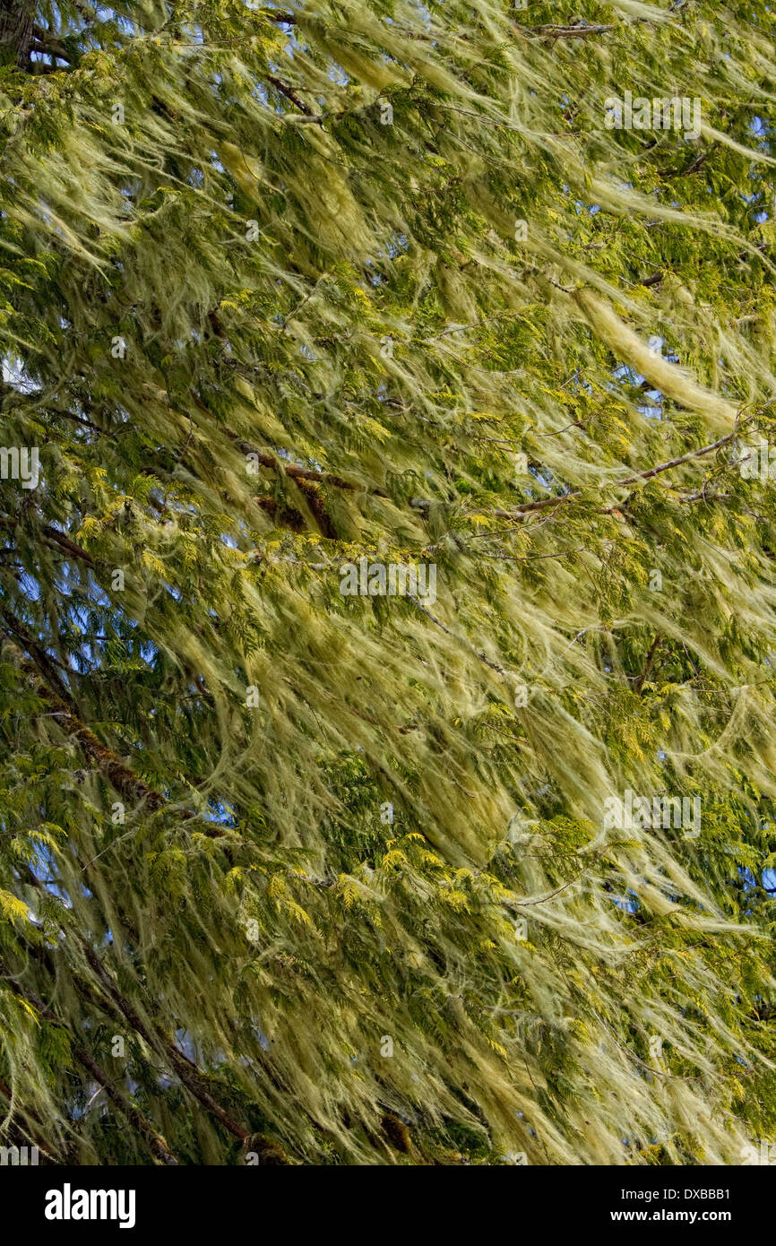 Lichen on tree. Stock Photo