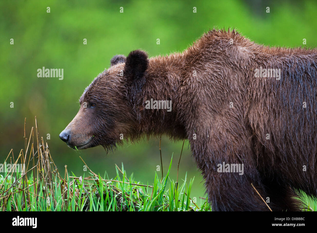 great bear rainforest bc canada