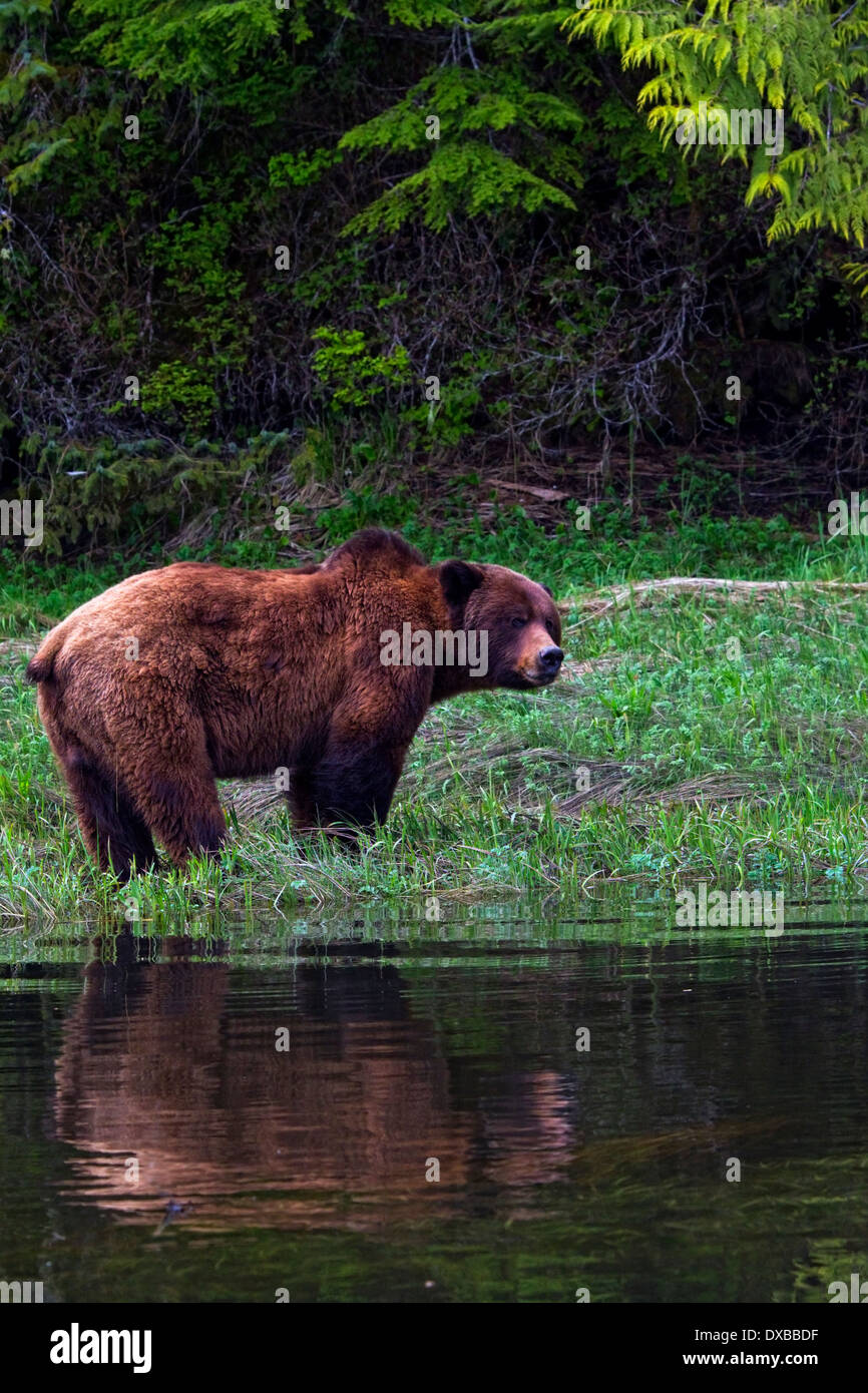 Grizzly Bear in the wild, Great Bear Rainforest, BC, Canada Stock Photo