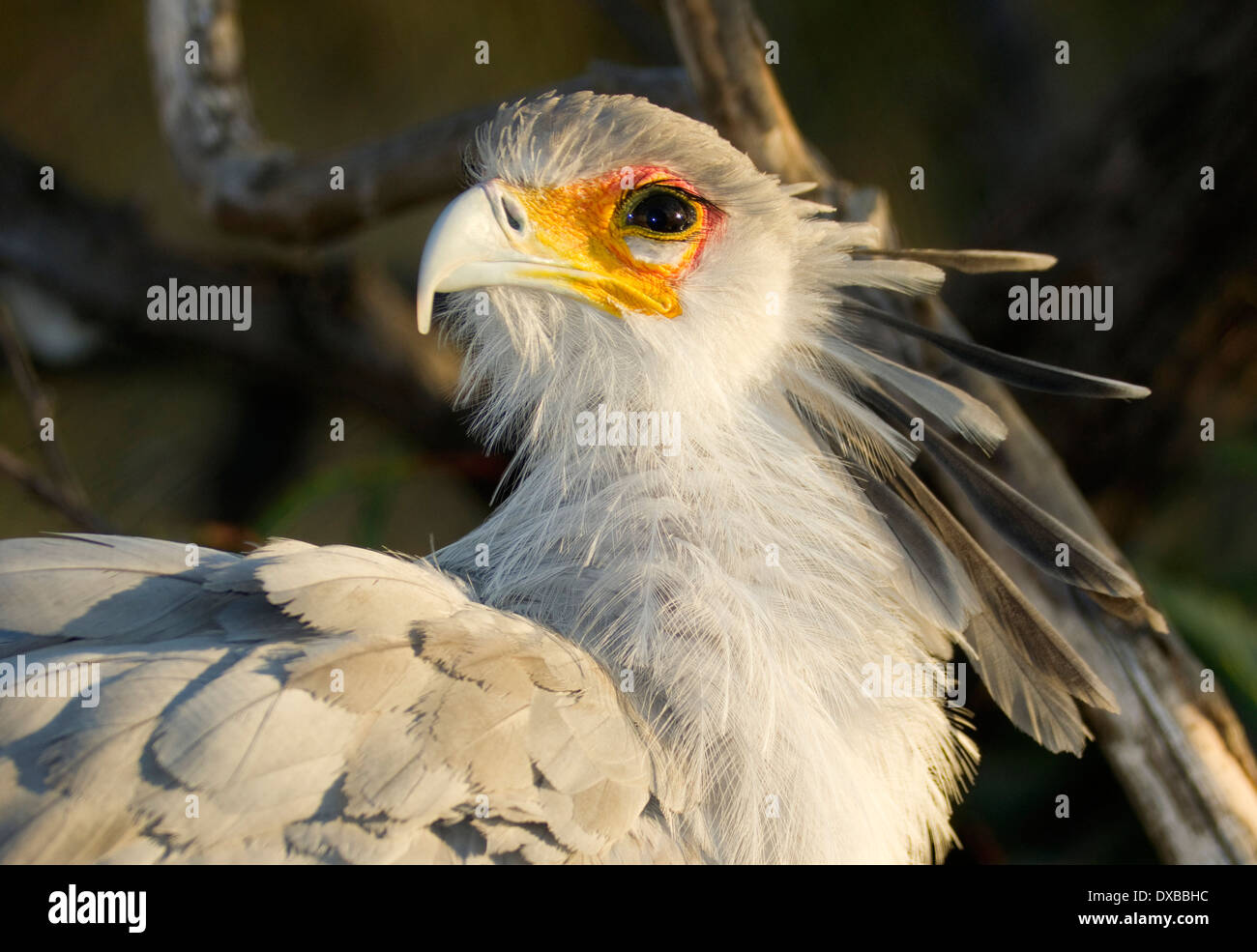 Large bird called Secretary looks back with the sun in his eye Stock Photo