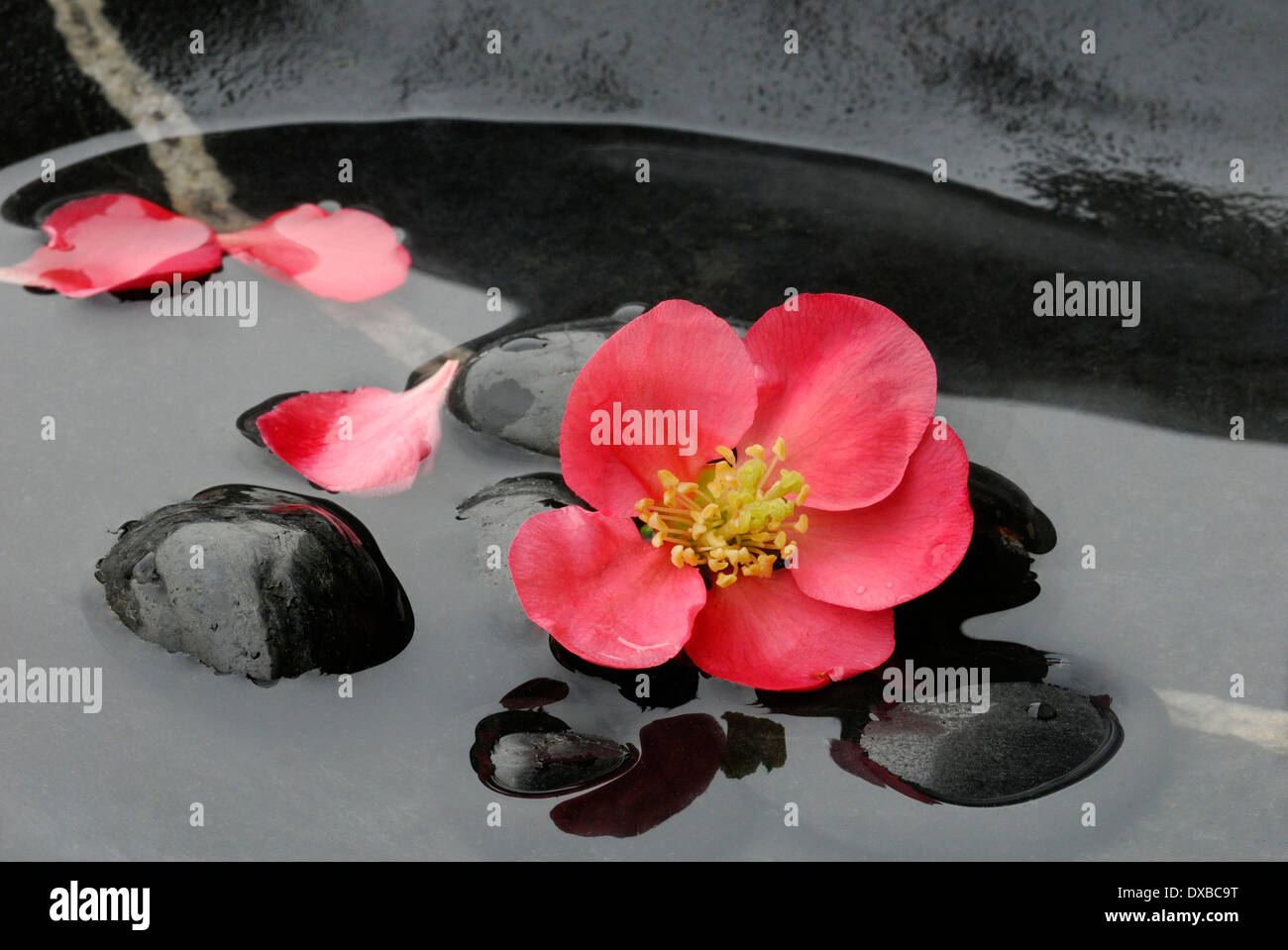 Japanese Quince Stock Photo