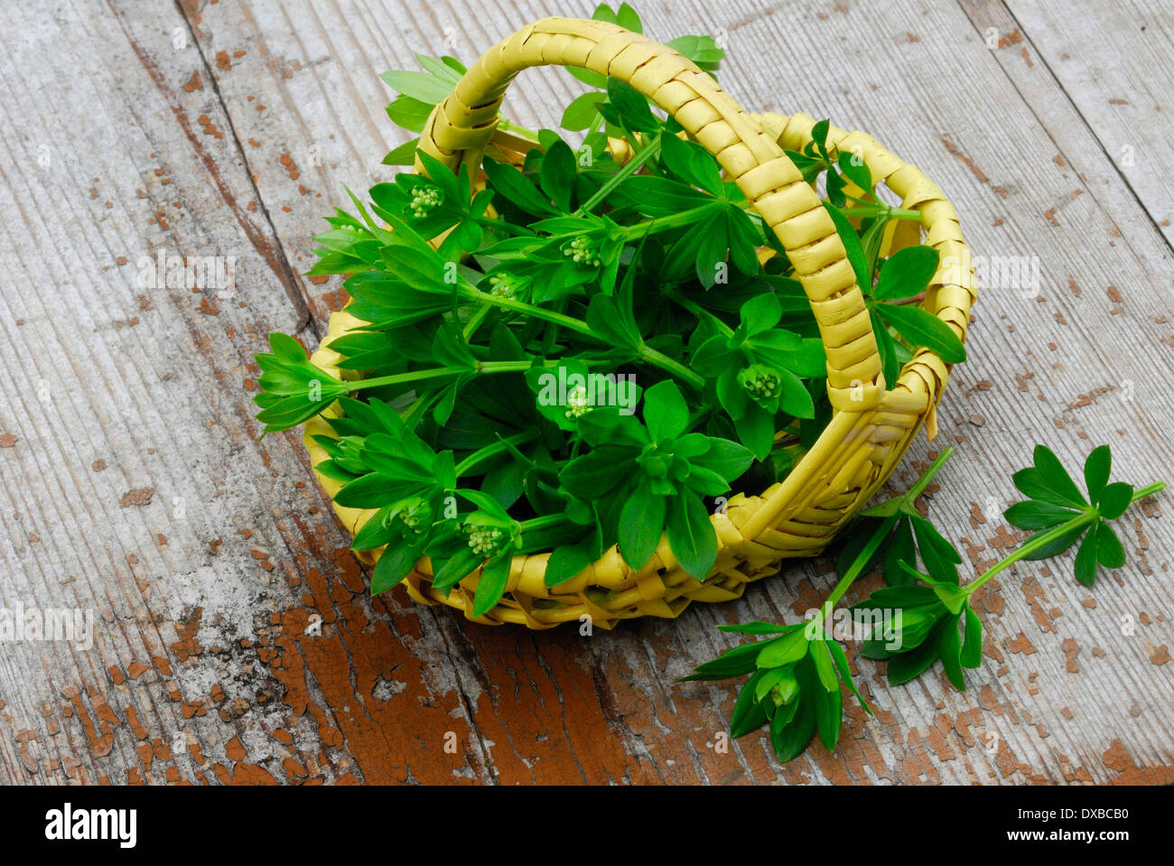 Woodruff hires stock photography and images Alamy