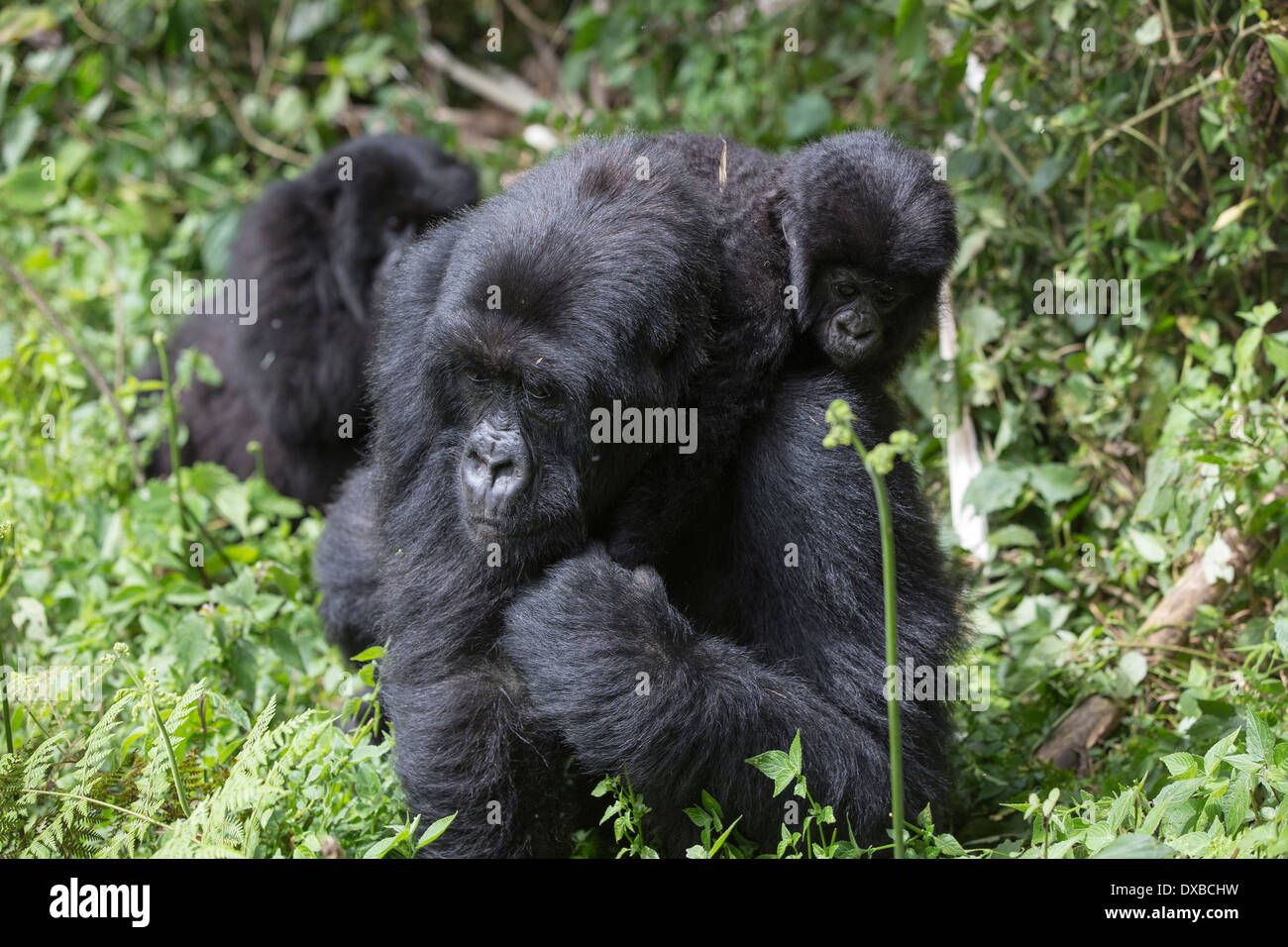 Mountain Gorilla (Gorilla gorilla beringei) mother carrying infant on back, Parc National des Volcans, Rwanda Stock Photo