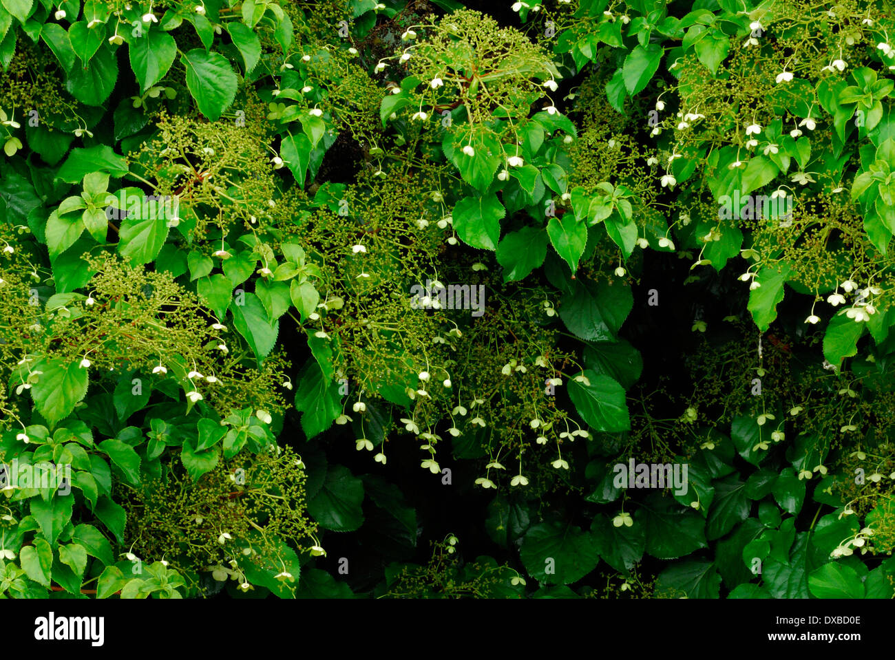 Hydrangea anomala petiolaris Stock Photo