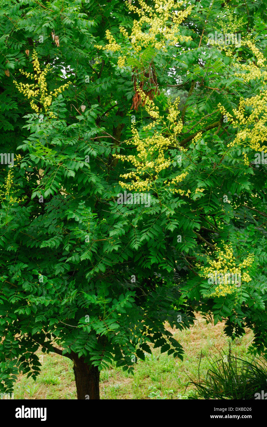 Koelreuteria paniculata Stock Photo