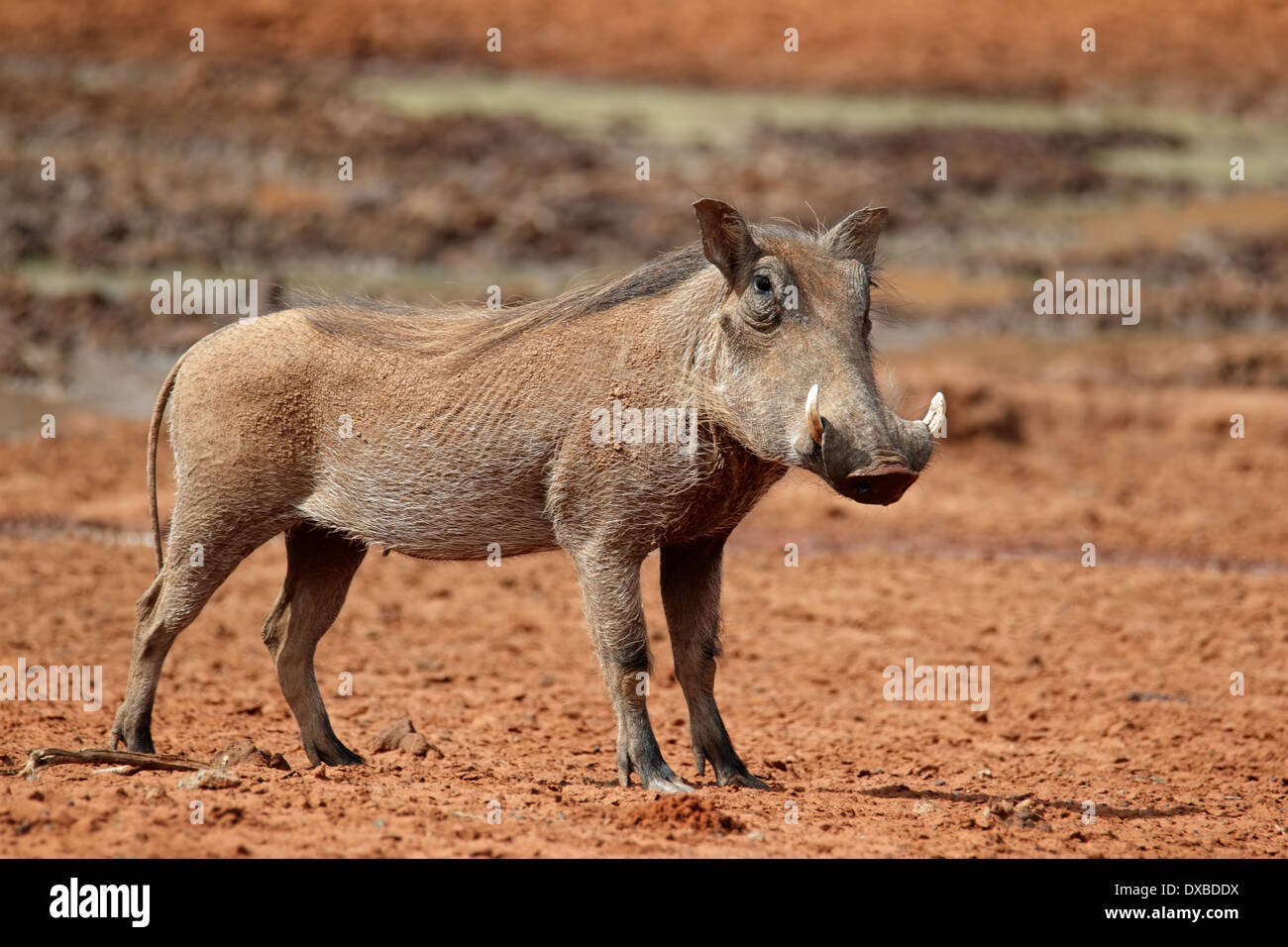 Warthog (Phacochoerus africanus), South Africa Stock Photo