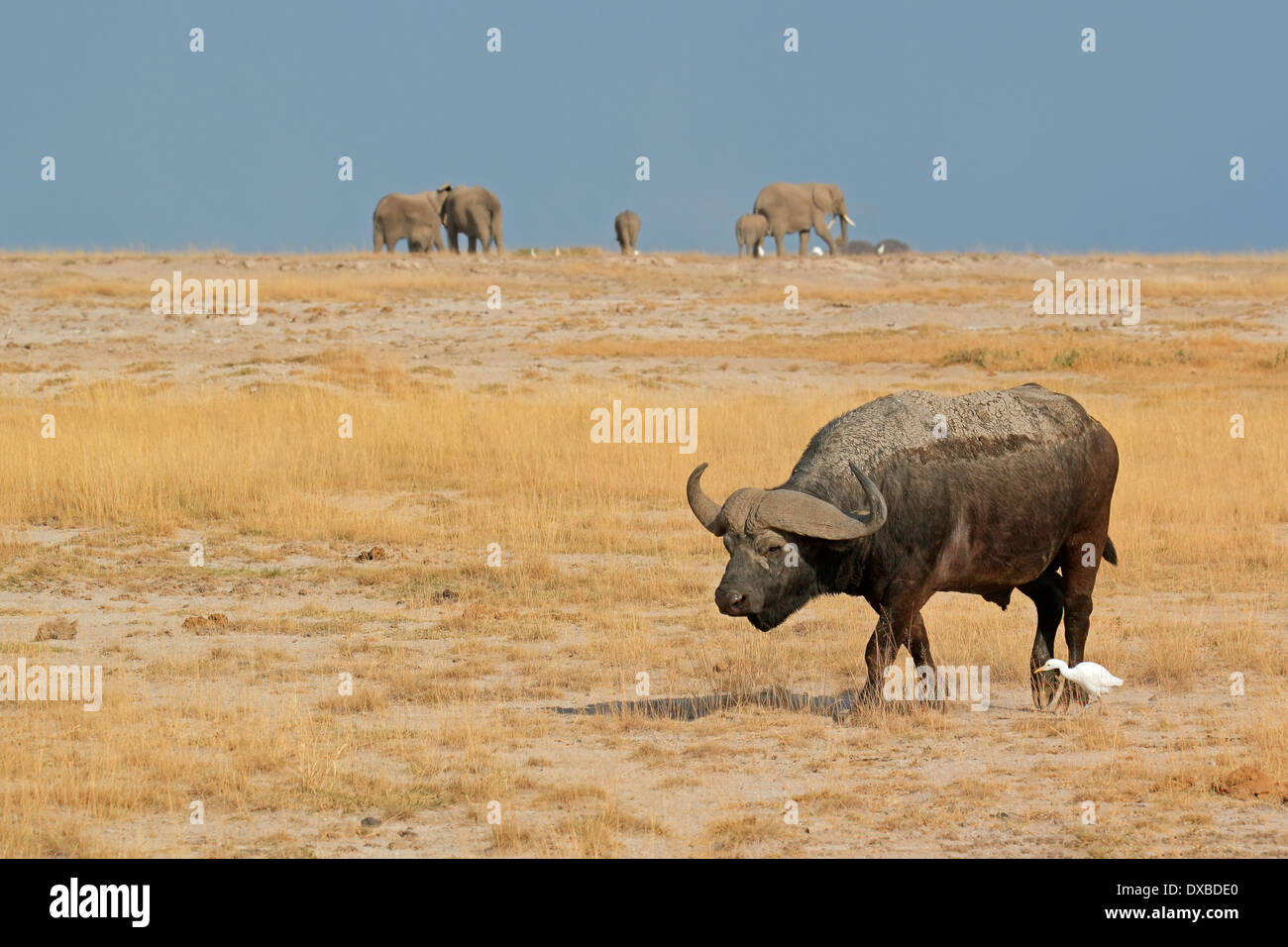 African buffalo (Syncerus caffer) with elephants on the horizon, Amboseli National Park, Kenya Stock Photo