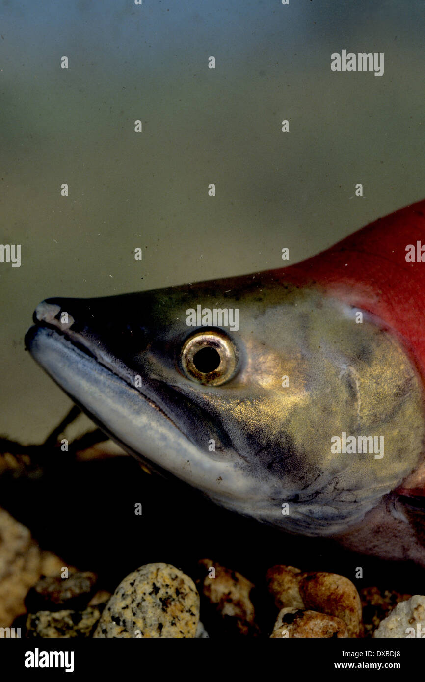 Kokanee salmon male (Oncorhynchus nerka) in spawning colors on spawning