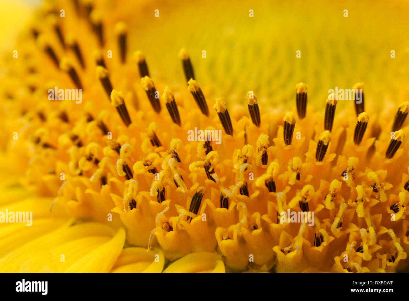 Helianthus annuus Stock Photo