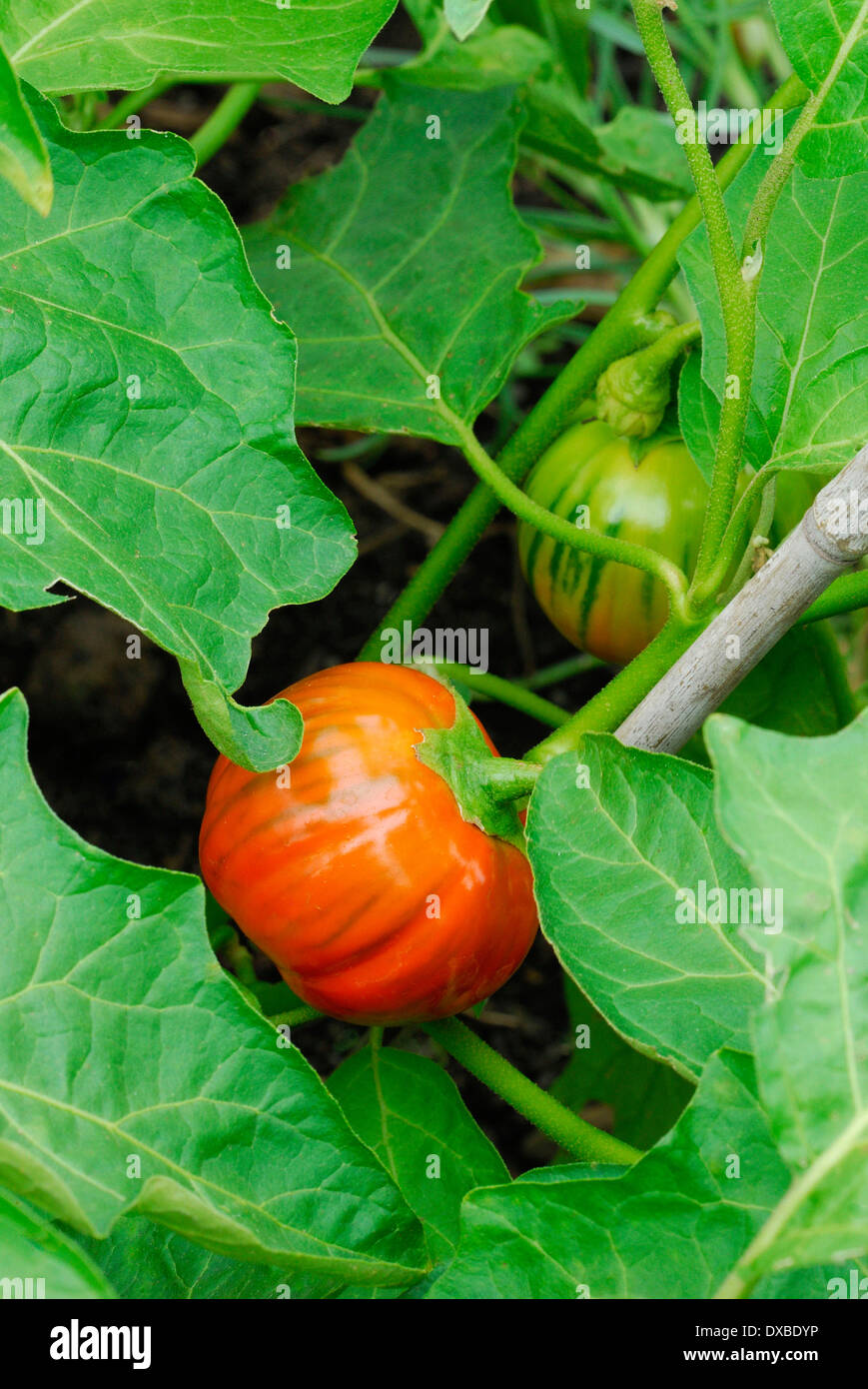 African Scarlet Eggplant 'Mock Tomato' Solanum aethiopicum - 20 Seeds