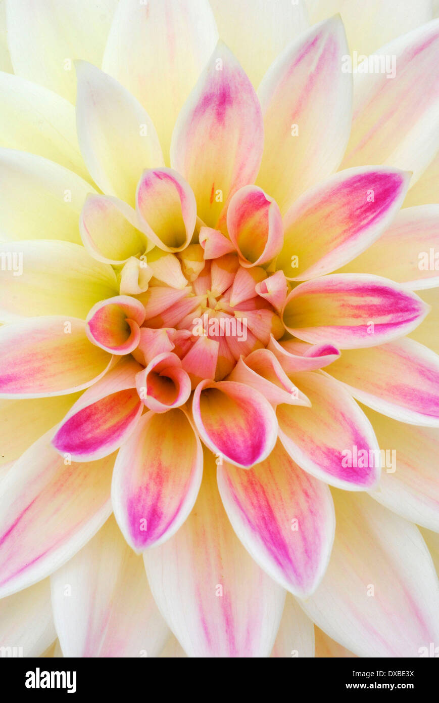 Dahlia about to open close up hi-res stock photography and images - Alamy