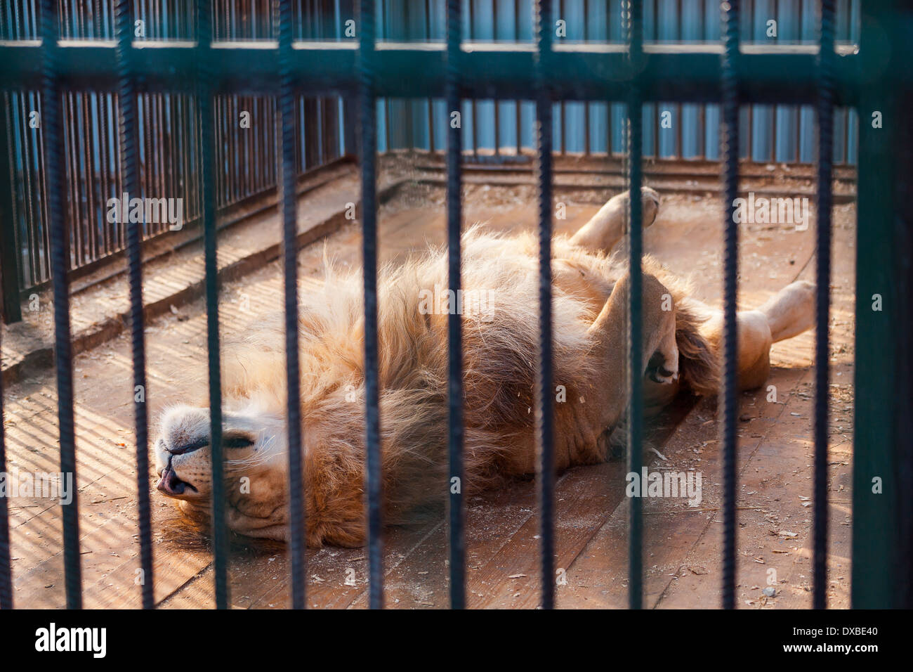 Zoo lion cage hi-res stock photography and images - Alamy