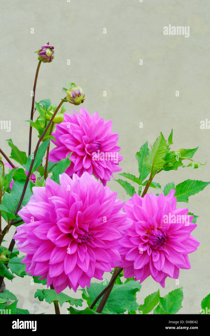 Dahlia images hi-res stock photography and images - Alamy