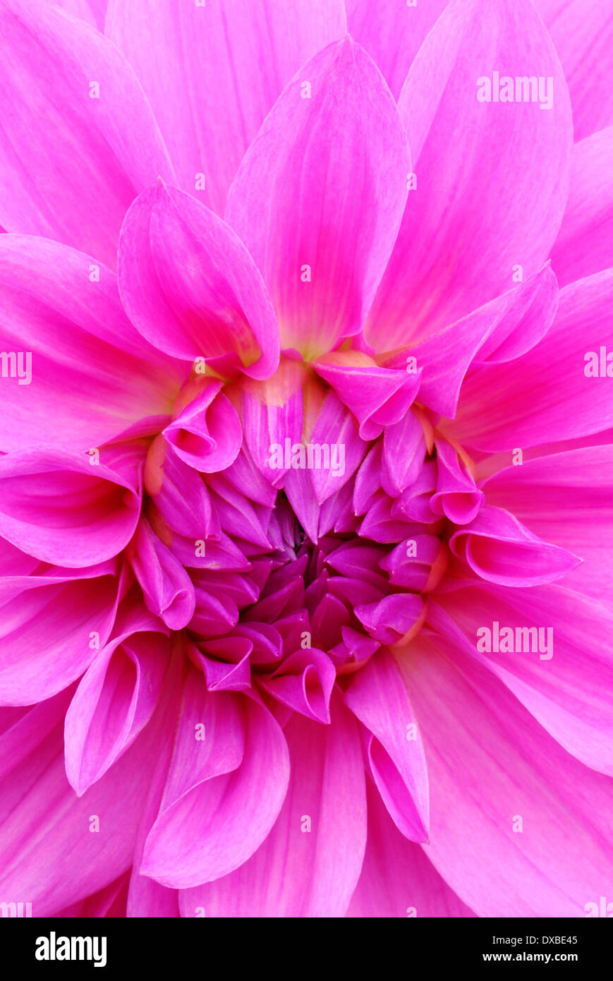 Dahlia about to open close up hi-res stock photography and images - Alamy