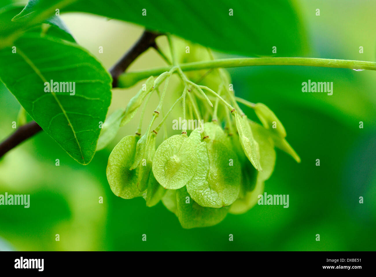 Ptelea trifoliata Stock Photo