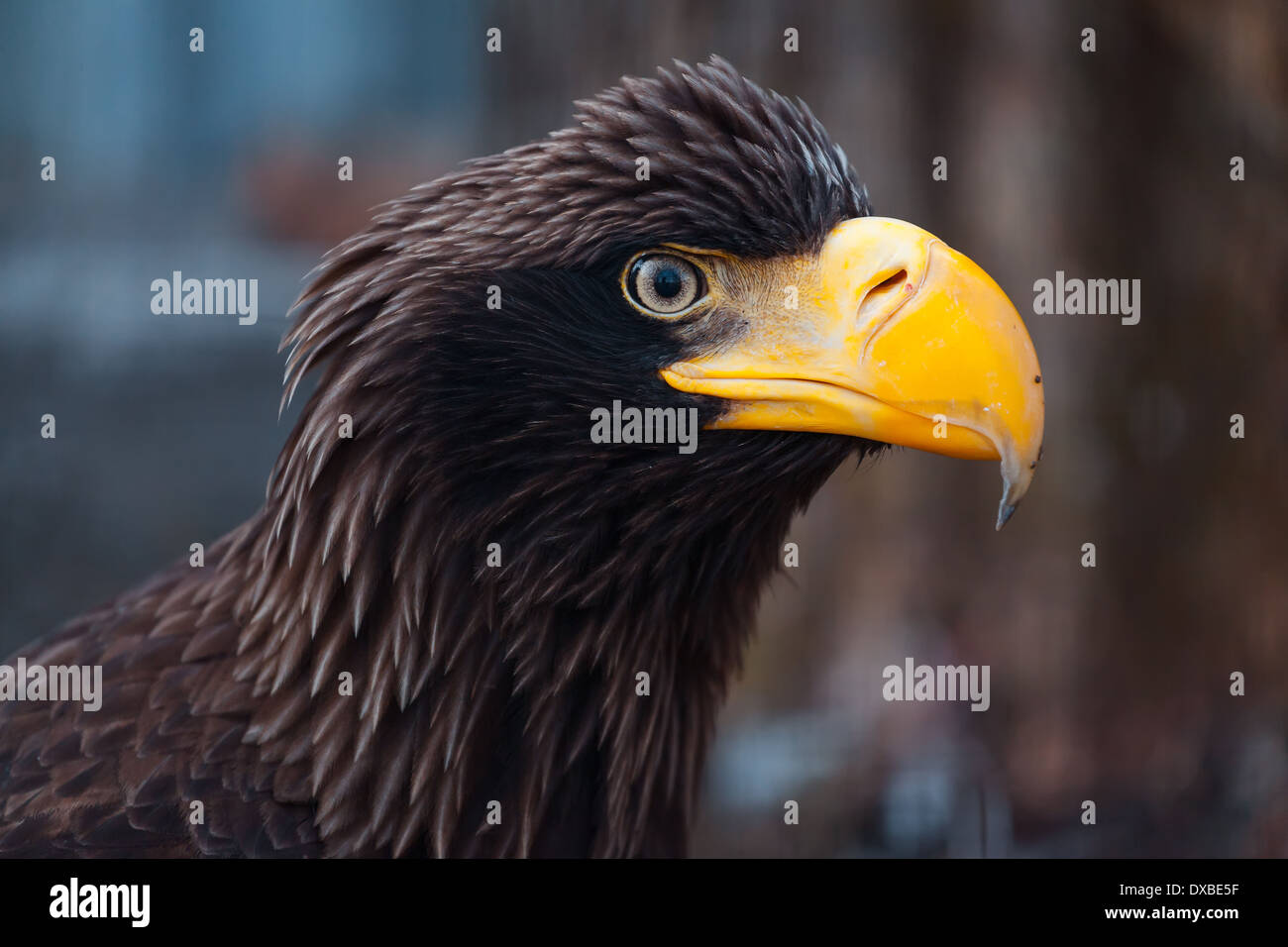 Portrait of a black eagle Stock Photo Alamy