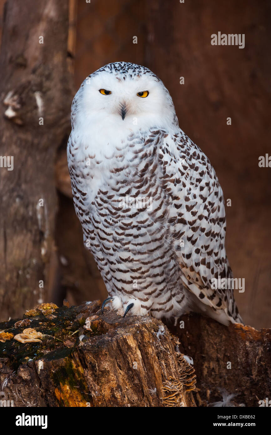 White owl sitting on stump Stock Photo