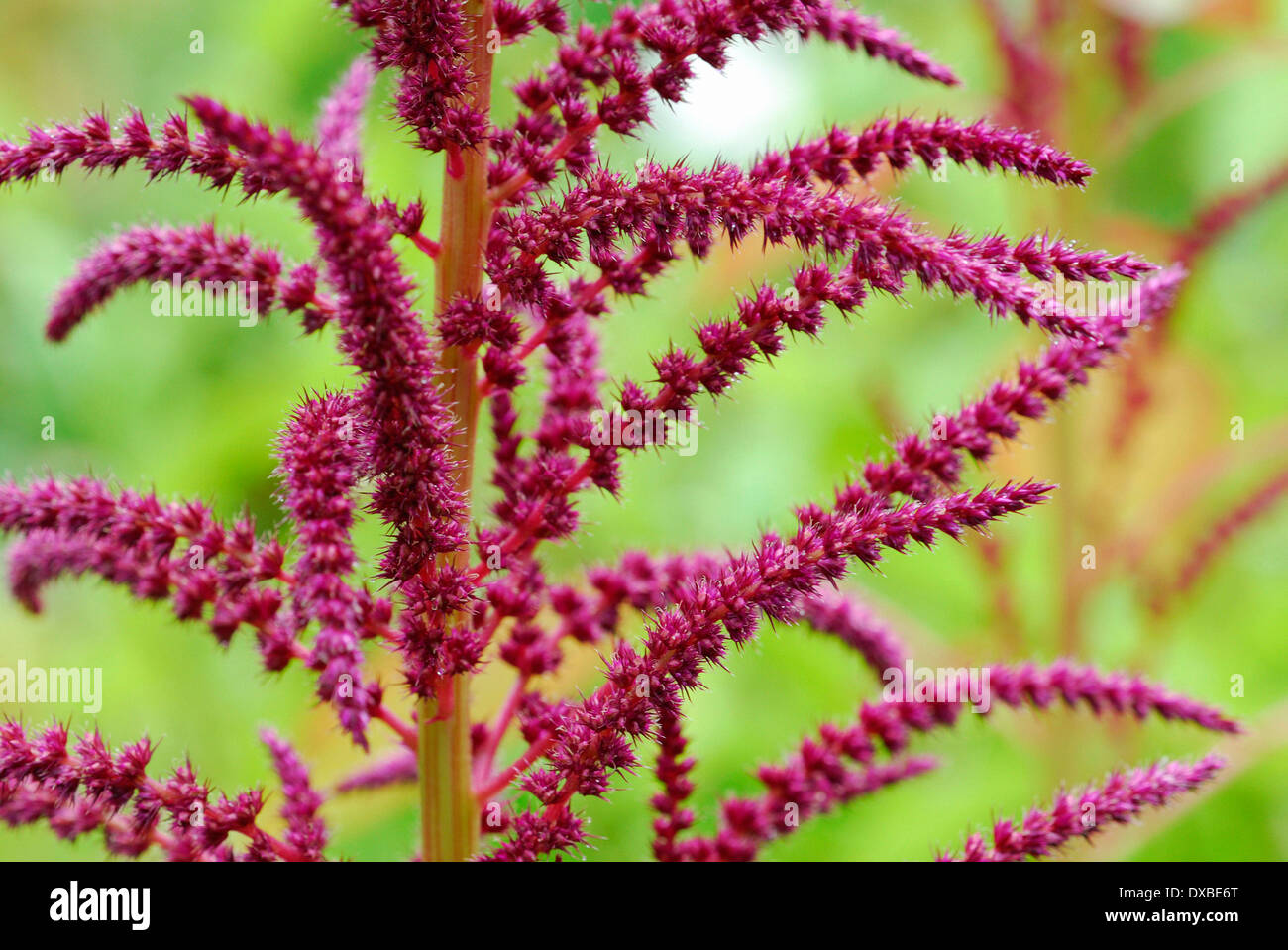 Amaranthus spec. Stock Photo
