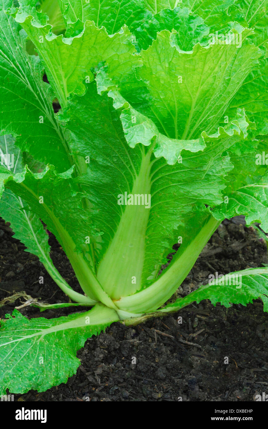 Brassica rapa pekinensis Stock Photo