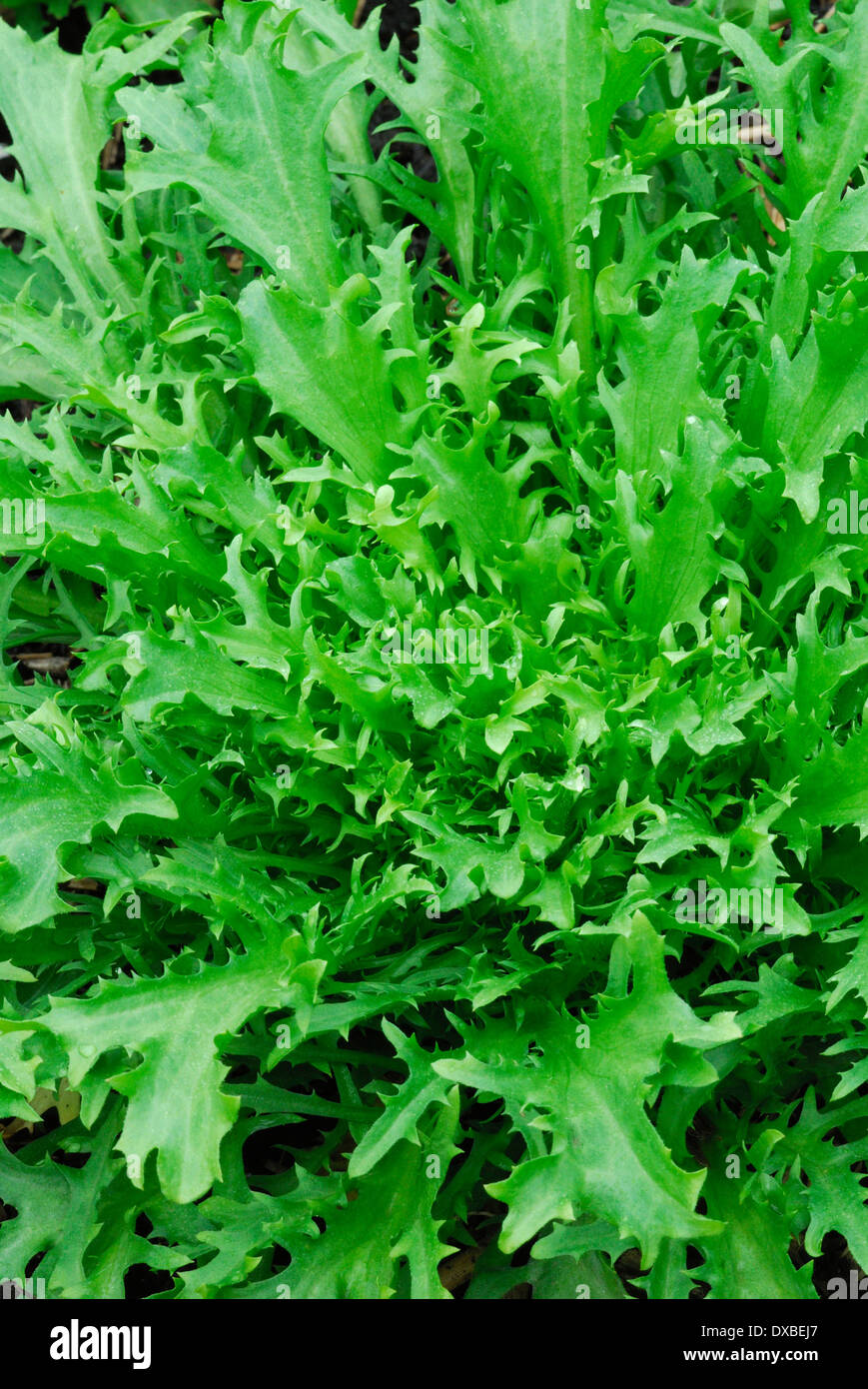 Cichorium endivia Stock Photo