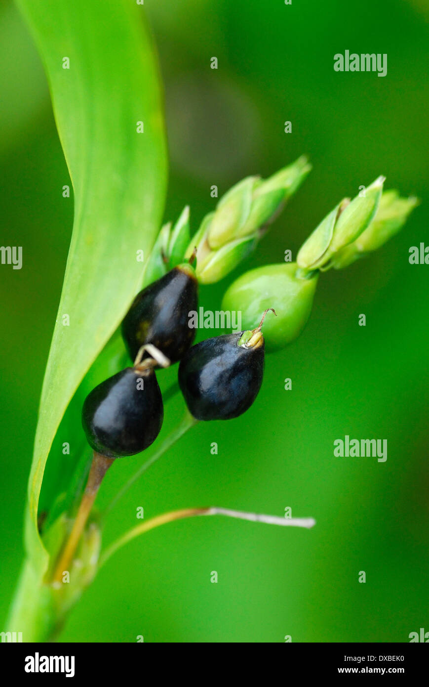 Jobs tears coix lacryma jobi hi-res stock photography and images - Alamy