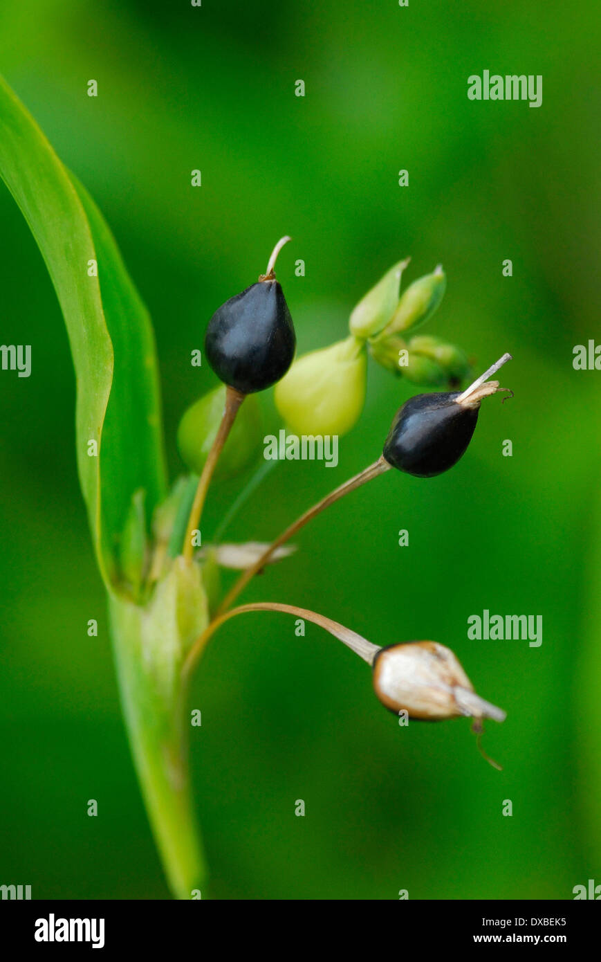 Coix lacryma hi-res stock photography and images - Alamy