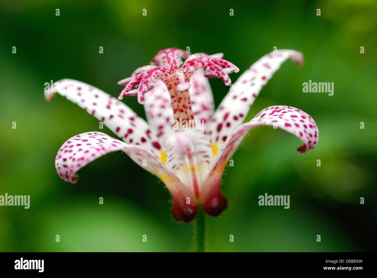 Tricyrtis hirta x formosana Stock Photo