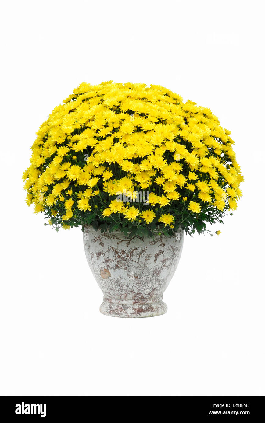 Chrysanthemum hybride hi-res stock photography and images - Alamy