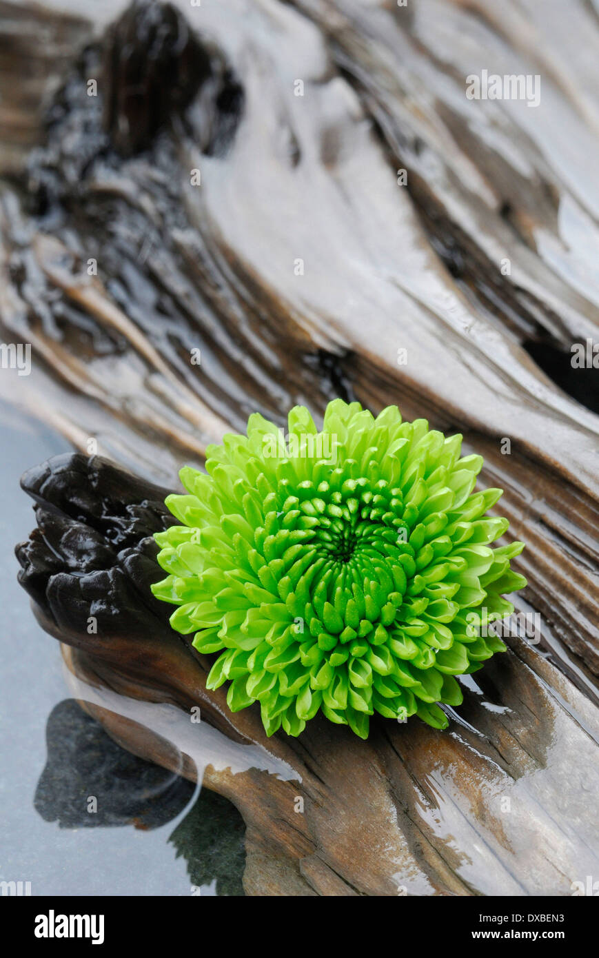 Image chrysanthemum hi-res stock photography and images - Alamy