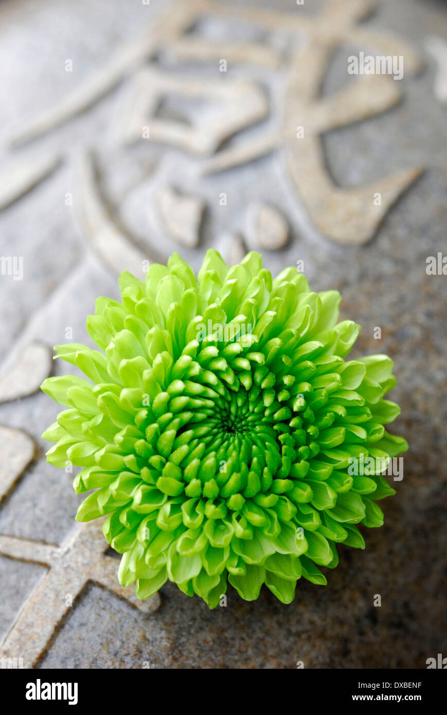 Chrysanthemum asia hi-res stock photography and images - Alamy